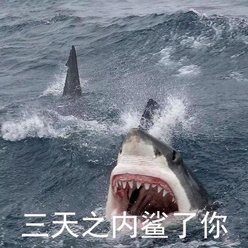 网红鲨鱼表情包叫啥,海洋萌宠的趣味演绎