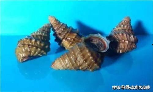 螺略略网红,网络红人的崛起与影响力