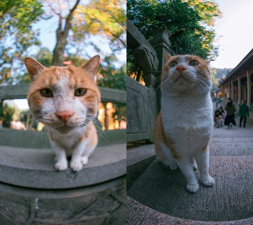 猫咪遇到网红猫,猫咪如何一夜成名